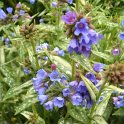 Pulmonaria longifolia